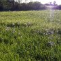 Riedwiesenblüte Ende Mai 2012 bei Eriskbirch - im Eriskircher Ried sind Ende Mai die Wiesen blaugetupft durch die hier in großen Mengen vorkommende Sibirische Schwertlilie