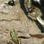 Kleiner Wasserfrosch (Pelophylax lessonae oder Rana lessonae), auch Kleiner Teichfrosch genannt